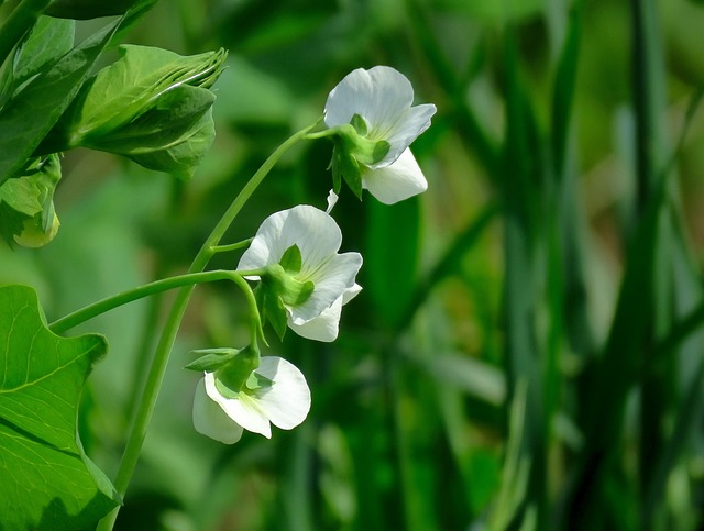 Erbsenpflanze in der Blüte