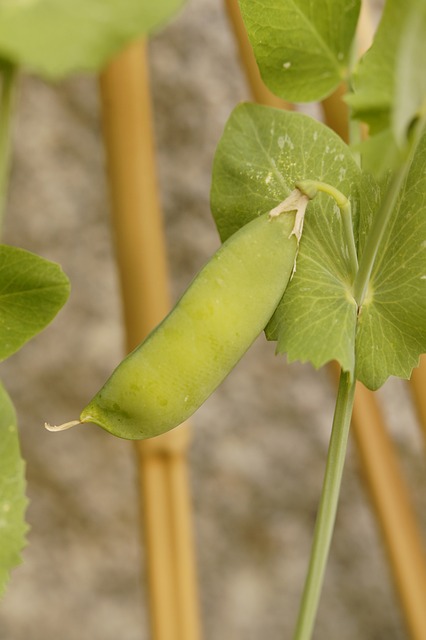 Sonnig und trocken, so lieben es die Erbsen
